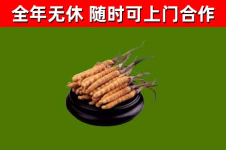 洛阳市回收散虫草